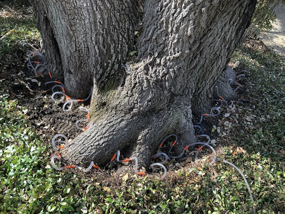 Detailed Tree Cabling and Bracing job site in King Salmon