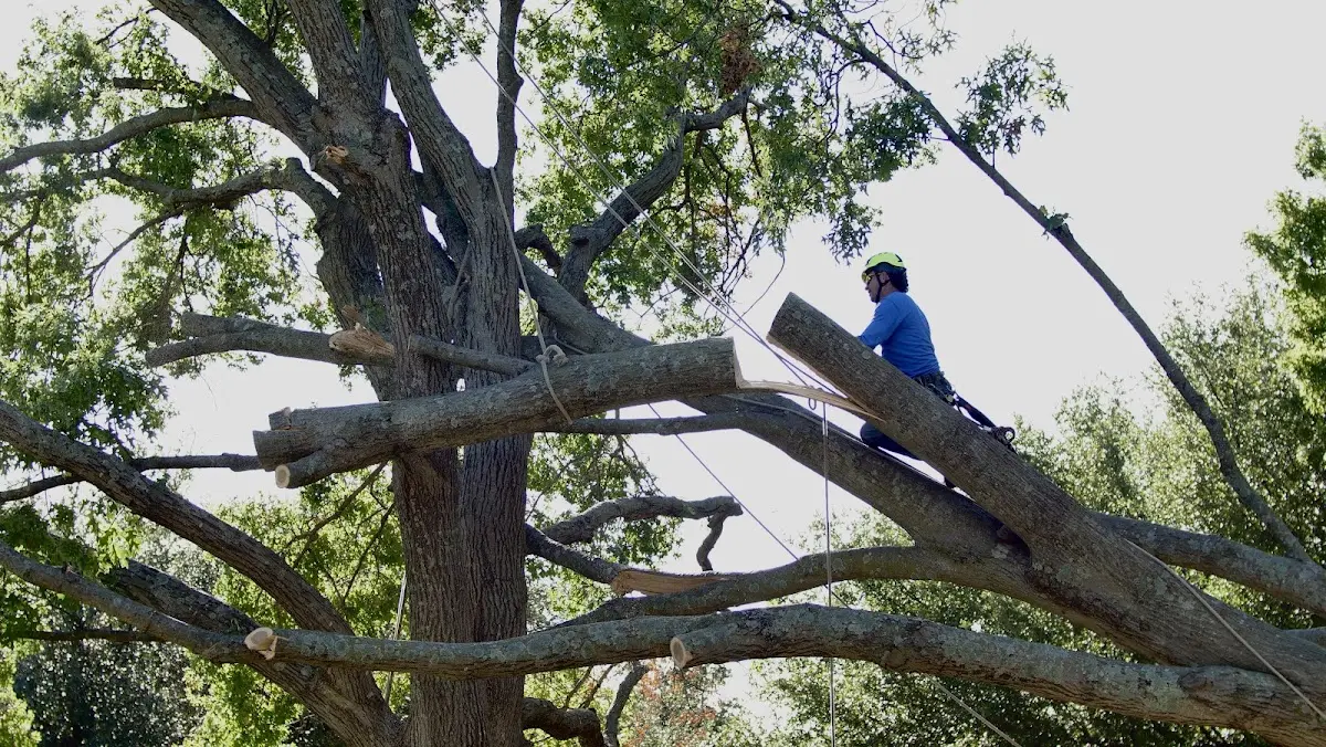 Professional Crown Thinning performed by certified arborists in King Salmon